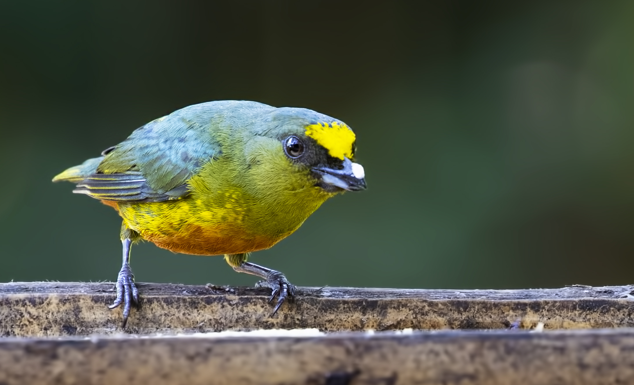 Olive-backed Euphonia — Ana fotoğraf